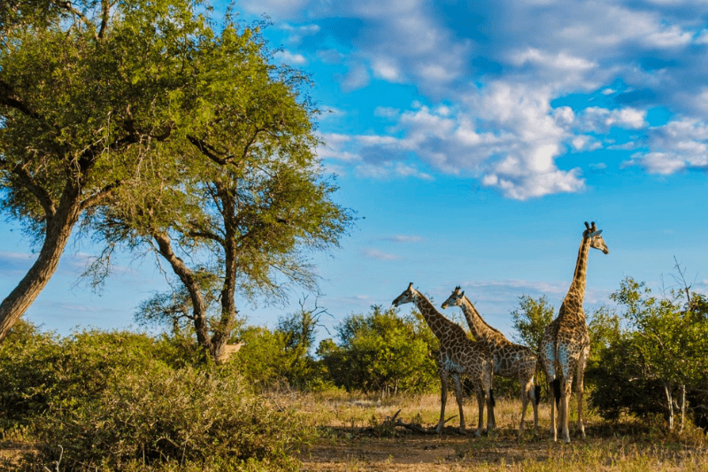Kruger National Park in South Africa used as a symbolic ashes scattering location