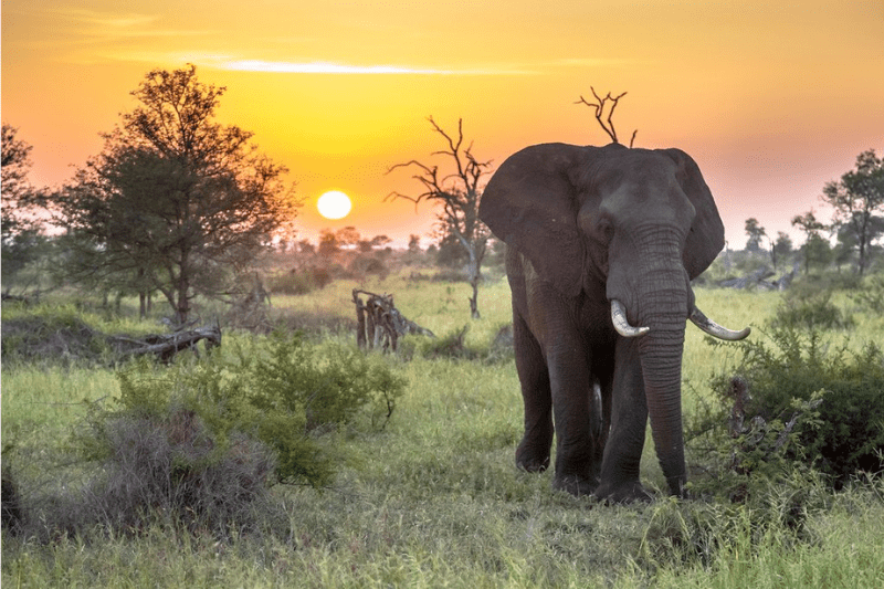 Kruger National Park in South Africa used as a symbolic ashes scattering location